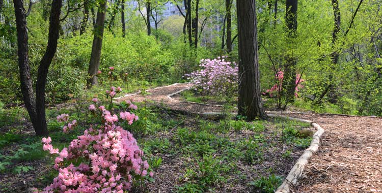 Crédits : Central Park Conservancy